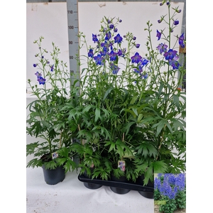 DELP B PICCOLO