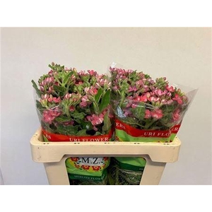 Oxy Co Pink Harmony