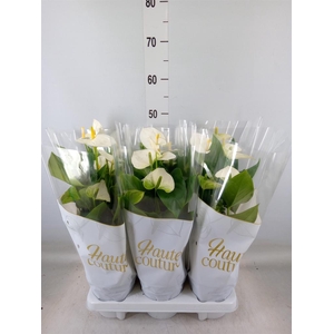 Anthurium andr. 'Cocos'