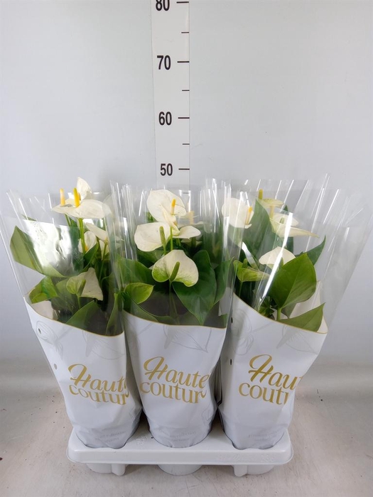 <h4>Anthurium andr. 'Cocos'</h4>