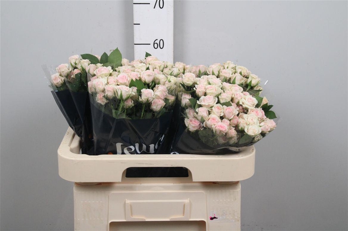 <h4>R Tr Severina</h4>