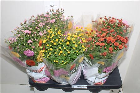 <h4>Chrysanthemum 15 Cm Mix Kar</h4>