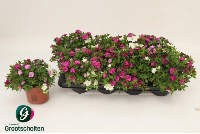 <h4>CALIB C G AL DOUB MI</h4>