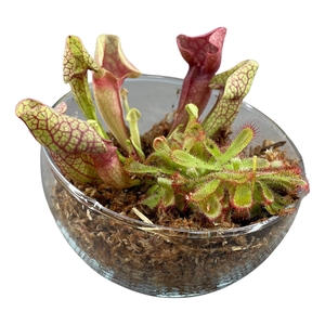 VLEESETENDE PLANTEN