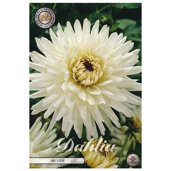 <h4>Dahlia My Love x1</h4>