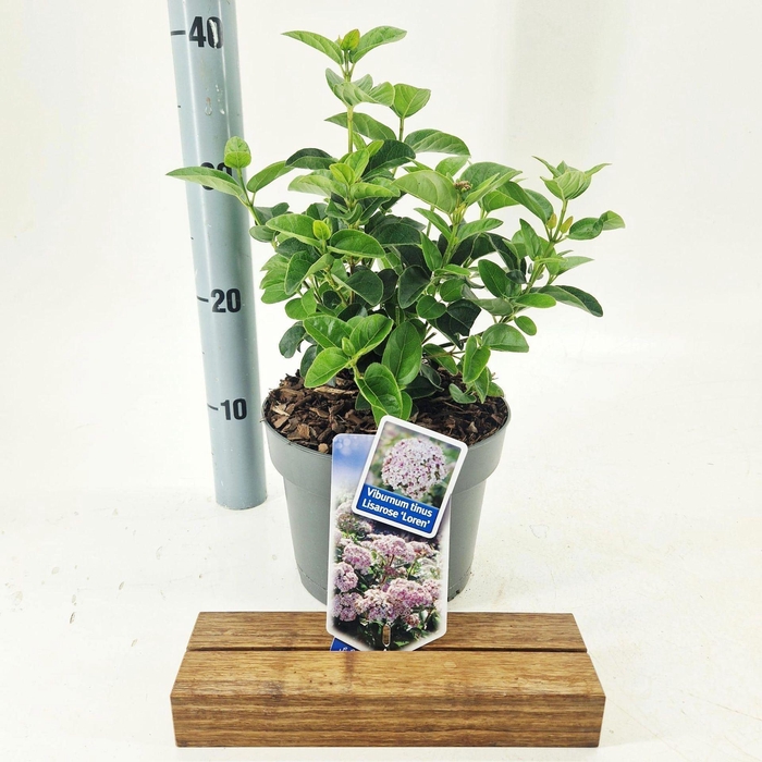 <h4>Viburnum tinus</h4>