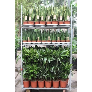 Mixkar Dracaena 3pp en Sansevieria
