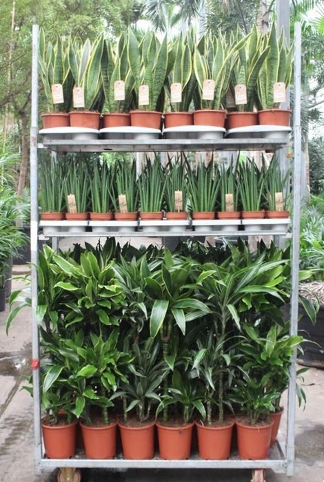 <h4>Mixkar Dracaena 3pp en Sansevieria</h4>