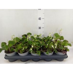 Oxalis trian.