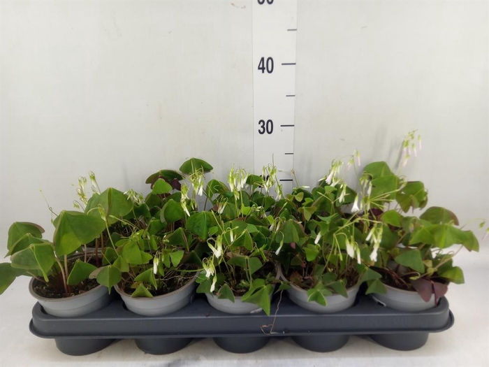 <h4>Oxalis trian.</h4>