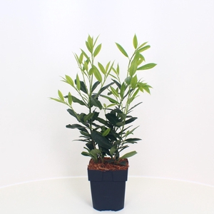 Prunus laurocerasus Herbergii
