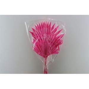 Dried Palm Sun 6pc Cerise Bunch