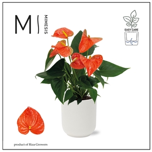 Mimesis Anthurium KARMA Orange - Atlanta White