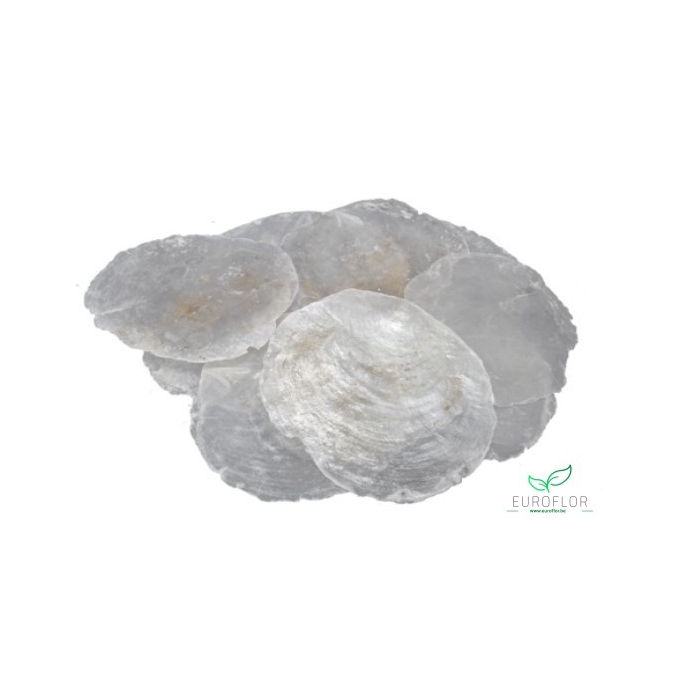 <h4>CAPIZ NATUREL 1KG 5-10CM</h4>