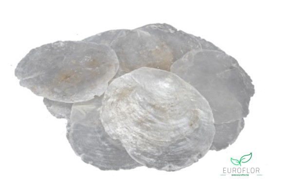 CAPIZ NATUREL 1KG 5-10CM