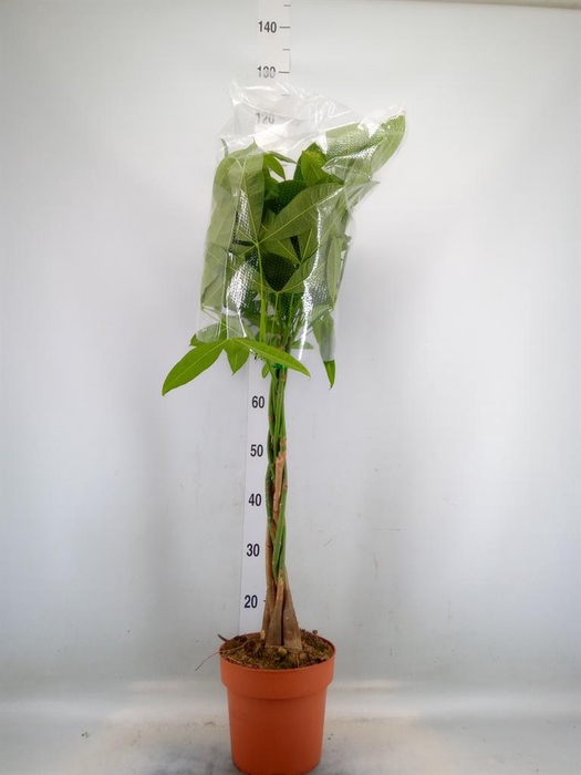 <h4>Pachira aquatica</h4>