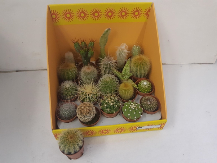 <h4>Cactus gemengd 18 soorten</h4>