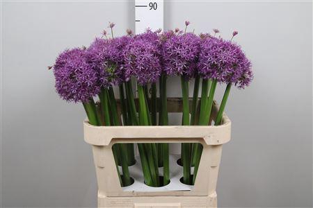 <h4>Allium  'Globemaster'</h4>