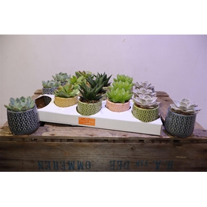 arr8 Succ Gem 5 Srt In Keramiek