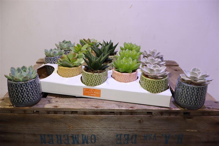 <h4>arr8 Succ Gem 5 Srt In Keramiek</h4>