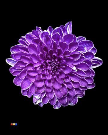 <h4>Chr T Altaj Violet</h4>