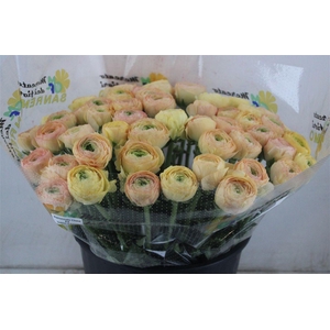 Ran Cloni Sup Touareg Pastel