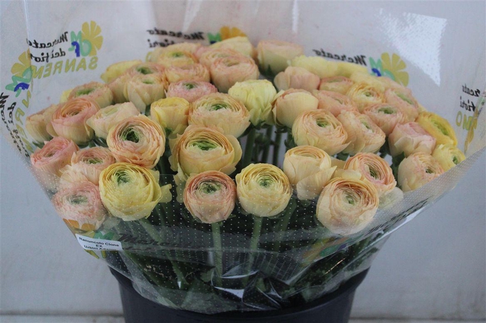 <h4>Ran Cloni Sup Touareg Pastel</h4>