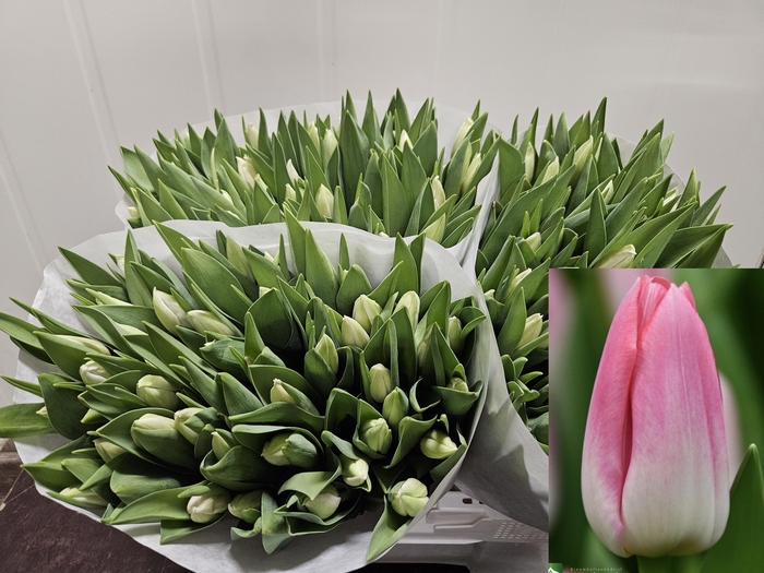 <h4>TU EN MEMPHIS</h4>