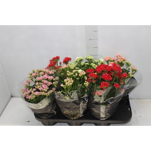 KALANCHOE DOBRADO P15