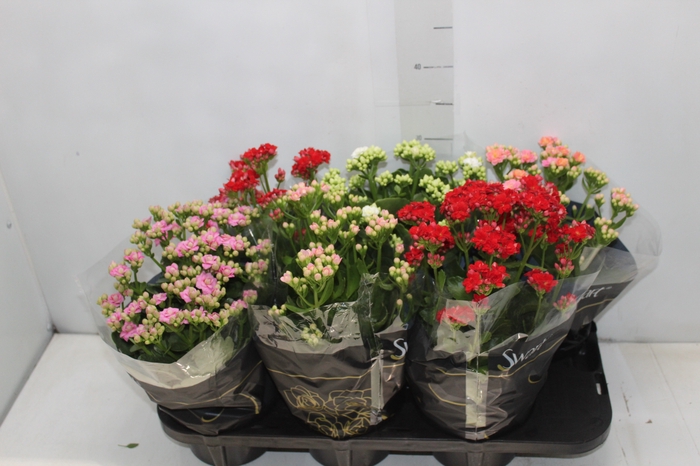 <h4>KALANCHOE DOBRADO P15</h4>