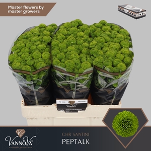 Chrysanten Chr S Peptalk