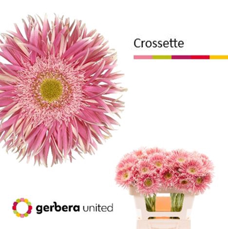 <h4>Gerbera Spider Crossette Water x40</h4>