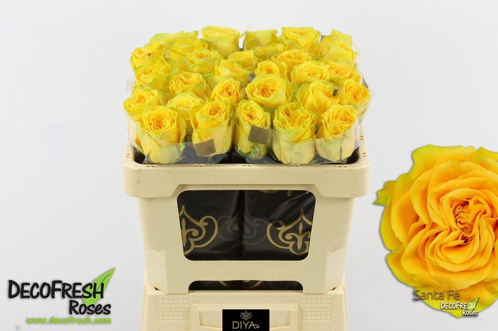 <h4>R Gr Santa fe</h4>