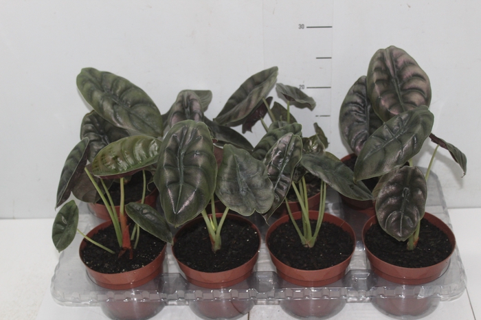 <h4>ALOCASIA CUPREA RED SECRET P12</h4>