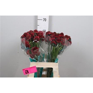 Scab At D Cherry Scoop