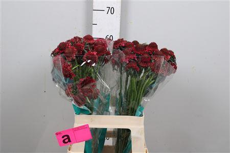 <h4>Scab At D Cherry Scoop</h4>