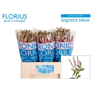 Veronica Smart Enjoyce Florius