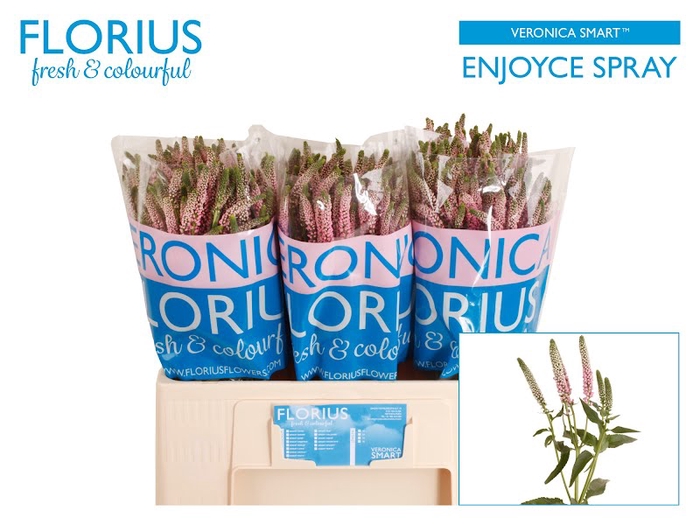 <h4>Veronica Smart Enjoyce Florius</h4>