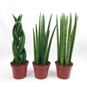 Sansevieria cyli. overig