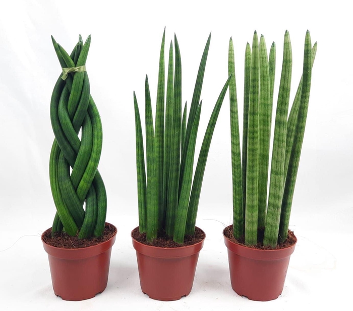 <h4>Sansevieria cyli. overig</h4>