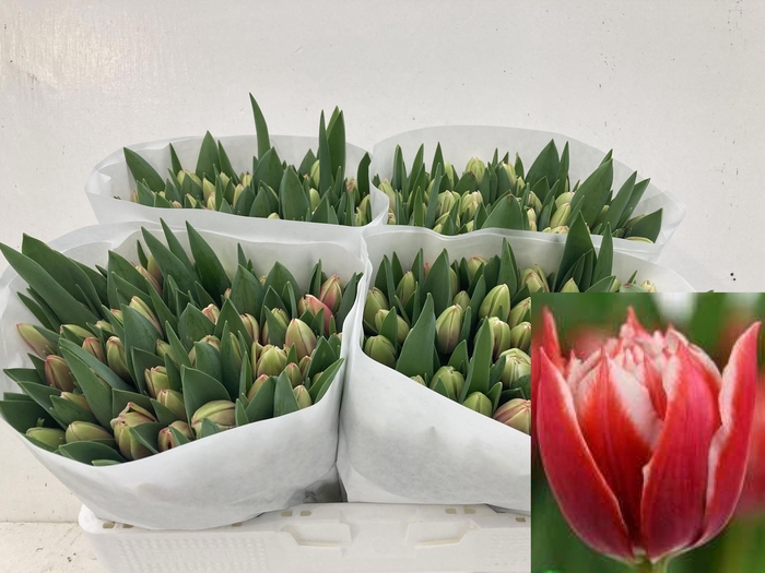 <h4>TU DU VOICEMAIL</h4>