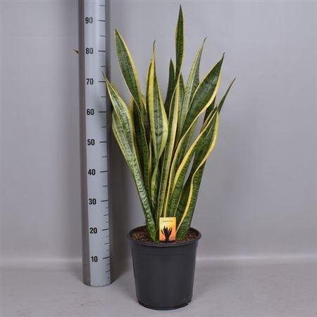 <h4>Sansev Laurentii</h4>