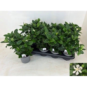 GARDENIA JASMINOIDES