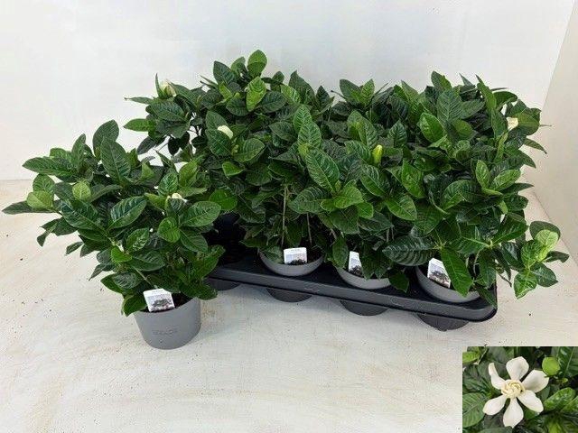 <h4>GARDENIA JASMINOIDES</h4>