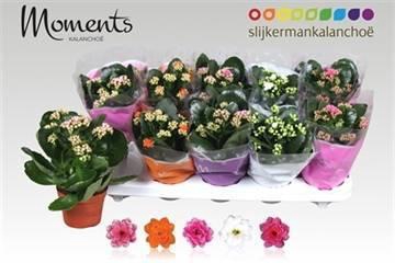 <h4>KAL GE GEM 5 KL</h4>