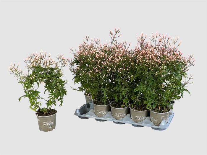 <h4>JASM POLYANTHUM WIT</h4>