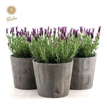 Lavandula st. 'Anouk'® Collection P19 in Wood