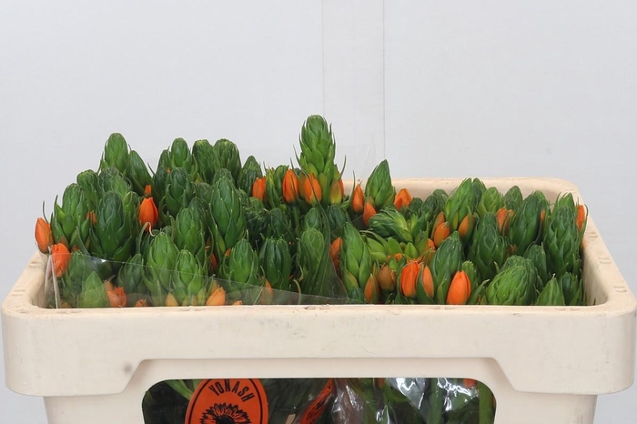 <h4>Ornithogalum Dubium Sunshine</h4>