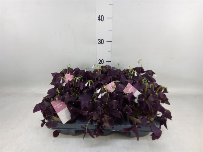 <h4>Oxalis trian. 'Mijke'</h4>