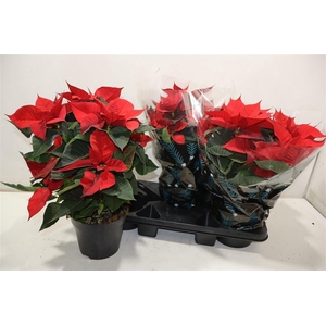 Euphor P Chr Feeling